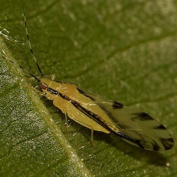 Eucallipterus tiliae